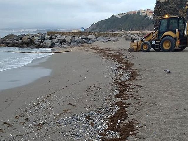 Imagen del alga invasora / Cedida